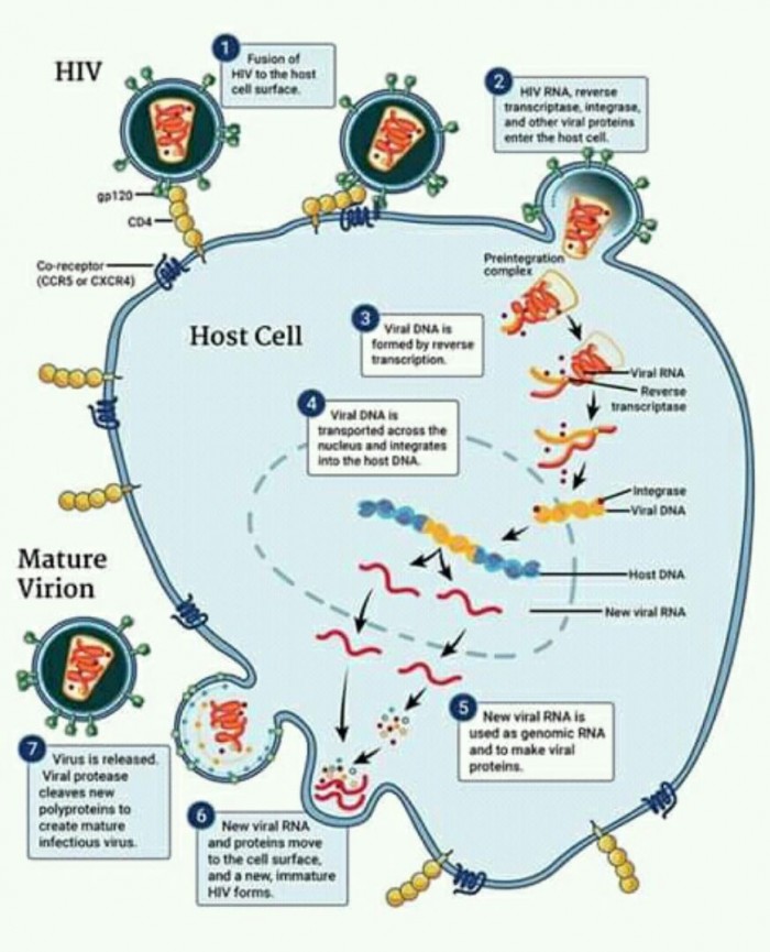 Replication of HIV virus during its widow/latent period in a CD4  