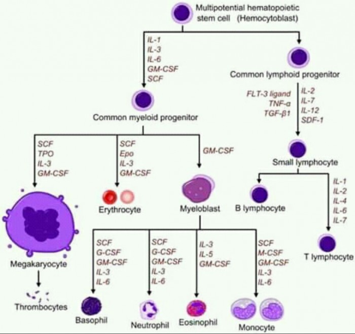 Pluripotent cell line