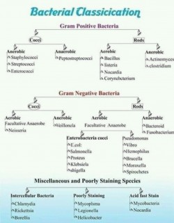 Bacteria Classification using Gram staining technique