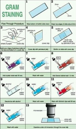 Gram staining method for bacterial identity