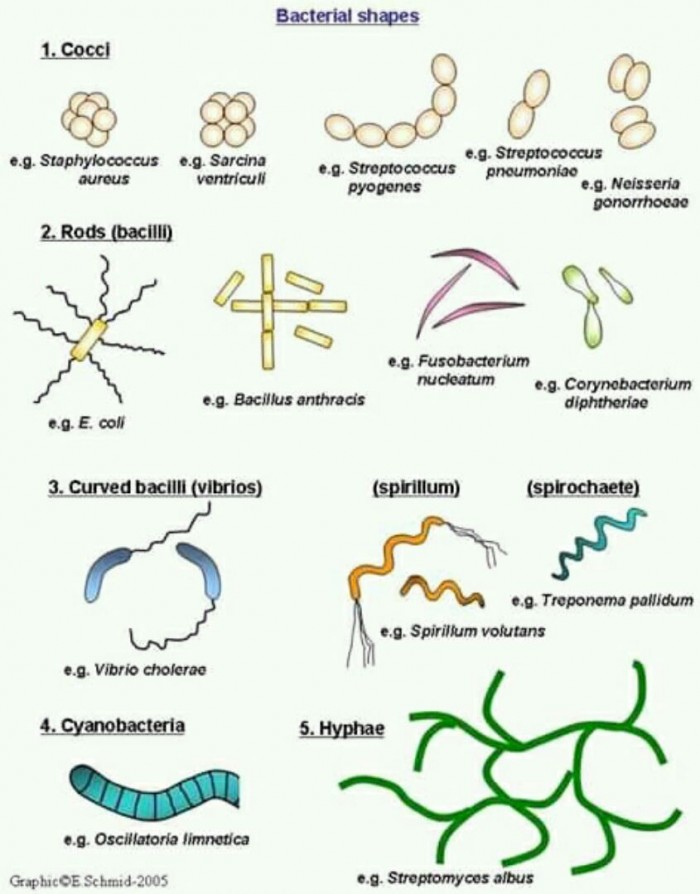 Different types of bacteria